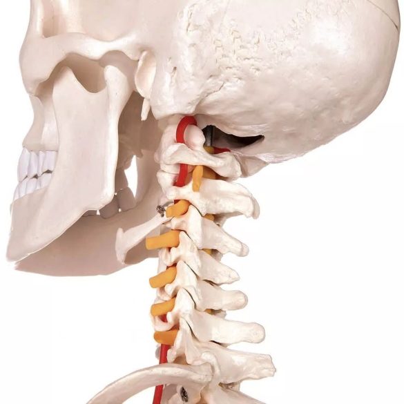 Anatómiai csontváz modell állvánnyal