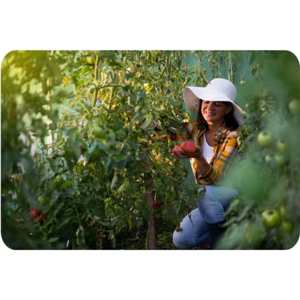 Fóliasátor vázzal, Plonos 4914-B, zöld, 200 x 350 x 200 cm, bejárható, 7 m2, UV4 védelem, 140 g/m2 PE fólia, 6 ablak, szúnyoghálóval, fém váz, cipzáras bejárat